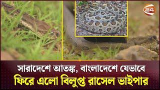 ২৮ জেলায় রাসেলস ভাইপার, পরিবর্তন করছে স্বভাব | Russells Viper | Channel 24