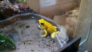 Most toxic frog | SOUND | Golden poison frog (Phyllobates terribilis)