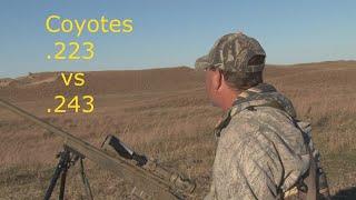 Coyotes 223 VS 243 Ackley Improved