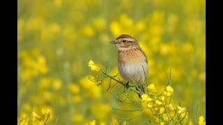 Portrait des Braunkehlchens - Ein Sommergast verstummt