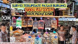 Survei Terupdate Harga dan Jenis Burung di Pasar Burung Sindu Mataram di Kios Pak Taisir