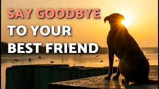 Quotes for DECEASED DOG  | Tribute to Your BEST FRIEND