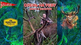 Охота на оленя! Олень на реву! Национальный парк Припятский,  олень на реву!