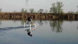 Водная ласточка на озере Борис 02 (Waterbird)