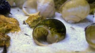 Lamprologus callipterus fry - Tanganyika shell dwellers - Muszlowce.pl