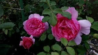  Цветет роза Принцесса Александра оф Кент  2023
