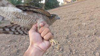 Home Made Primitive Trap For Hawk, Falcon, Eagle || Wildlife Today