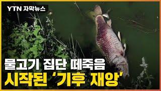 [자막뉴스] 마실 물이 없다...'기후 재앙' 유럽 대륙 위협 / YTN