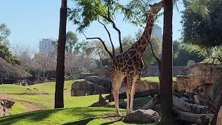 Sitios para visitar BIOPARC VALENCIA (2023)