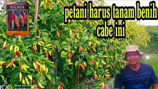 Cara menanam cabe rawit kaliber berbuah lebat