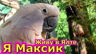 Какаду Максик - звезда Ялты ! Сменил 3 семьи, пожил в ТАЙГАНЕ, теперь живёт в « Сказке ».