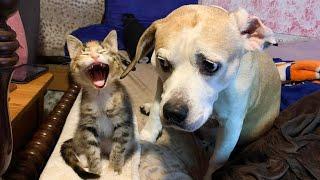 Funny Cats and Dogs Videos 2024 Best of Funny Pets of Week