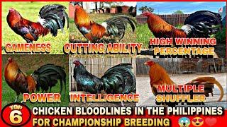 SIX CHICKEN BLOODLINES IN THE PHILIPPINES FOR CHAMPIONSHIP BREEDING.