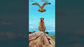 Top Five Best Peregrine Falcon Attacks  |  | 