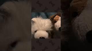 Stop motion of my 2 Webkinz dogs #stopmotion #stopmotionfilm #webkinz #dog #dogs #doglover #shorts