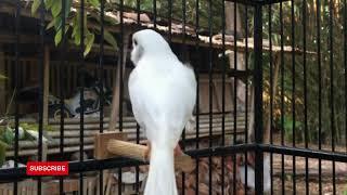 The Voice of The Canary Bird, Singing a Super Relaxing Bird Melody