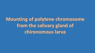 Mounting of polytene chromosomes in the salivary glands of chironomous larva in tamil