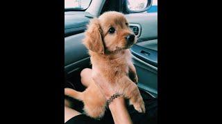 Cutest Pet TikToks That Will Make You Smile