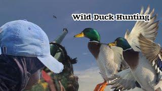 Hard Day Hunting Wild Ducks (Beze Hunting)