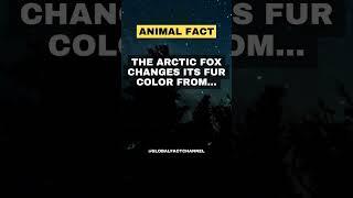 The Arctic fox changes its fur color from... #animals #facts #life #fox #interesting #change