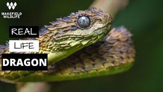 Searching for a REAL LIFE DRAGON: the Rough-scaled Bush Viper! | Uganda part 2