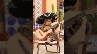 La bamba #cat #catlover  #catvideos