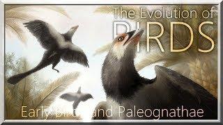 BIRDS I : Early birds and Paleognathae