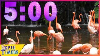 5 Minute Flamingo Timer with music and a Peculiar Beach Ending!