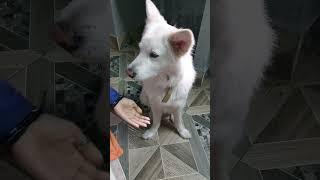 doglovers #shortsfeed #youtubeshorts #shortsvideo #subscribe @PB CREATION