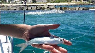 EPIC Bait Migration! (Drone Mullet Run Fishing 2018)