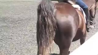 Funniest and Longest Horse Fart   Funny   YouTube