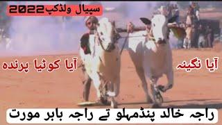 Kotiya Prinda Ty Nagina Morat Ala | Bull Race In Pakistan 2022