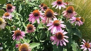 Flowers for Pollinators in a Drought Tolerant Landscape