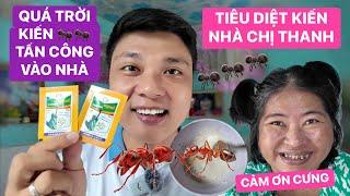 Không thấy không tin! Hàng nghìn con kiến tấn công vào nhà cắn chị Thanh, đây là cách tiêu diệt kiến