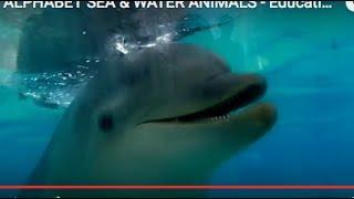 ALPHABET SEA & WATER ANIMALS - Educational Children Video
