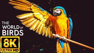 The Most Colorful Birds in 4K and 8K - Beautiful Birds Sound in the Forest | Scenic Relaxation Film