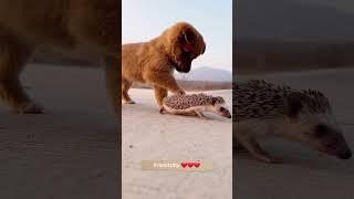 Friendship / puppy and Hedgehog . A beautiful moment #1509 -  #shorts - #Chodat tv