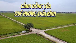 Cánh Đồng Lúa Quê Hương Thái Bình qua góc nhìn Flycam