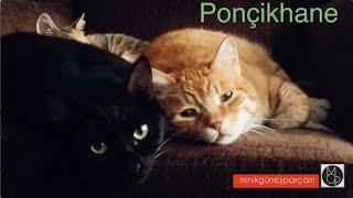 Ponçikhane - Şila, Toraman, Lilith - Art for animals' sake! -