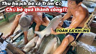 Thu Hoạch Bè Cá Trắm Cỏ • Anh Chủ Bè Quá Thành Công Bắt Lên Toàn Cá Khủng | Bông Lúa Đồng Tháp