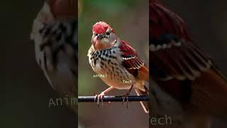 Nice birds of a feather |  blackberry birds | Feed the birds | Partridge-birds | Bird House-Topics,