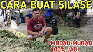 CARA BUAT SILASE DAUN PAKCHONG PALING MUDAH DAN MURAH