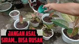 cara menyiram aglaonema yang benar bagi pemula