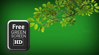green screen tree branches video effects | green screen tree | tree branches green screen