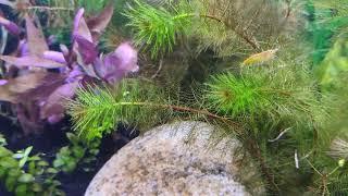 Santa Claus and shrimp on aquarium