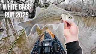 EAST TEXAS WHITE BASS RUN 2025 HAS STARTED‼️ KAYAK WHITE BASS FISHING 2025‼️