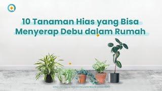 10 Tanaman Hias yang Bisa Menyerap Debu dalam Rumah