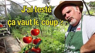 Le résultat! J'ai testé la plantation précoce des tomates.