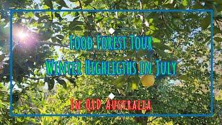 Subtropical Food Forest Tour in QLD AU - July Winter Highlights #foodforest