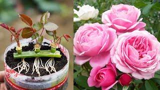 How To Grow Roses With Unique Buds Easy And 100% Successful